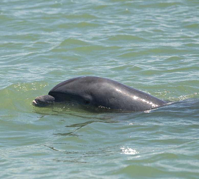 we see so many dolphins in the waters around Marco Island