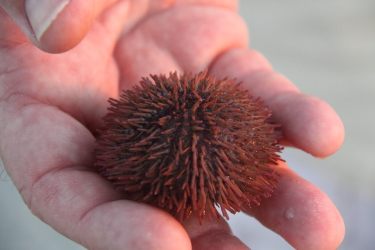 We quickly returned this sea urchin to the water afer his photos shoot!
