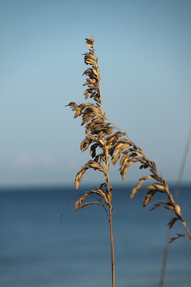 Sea oats are thriving on Marco Island