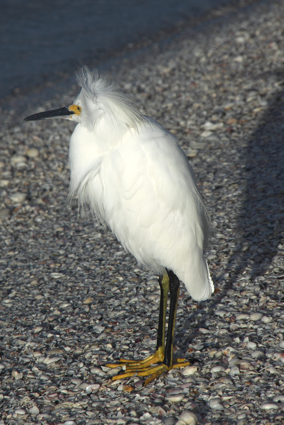 An egret has a bad hair day on Marco beach