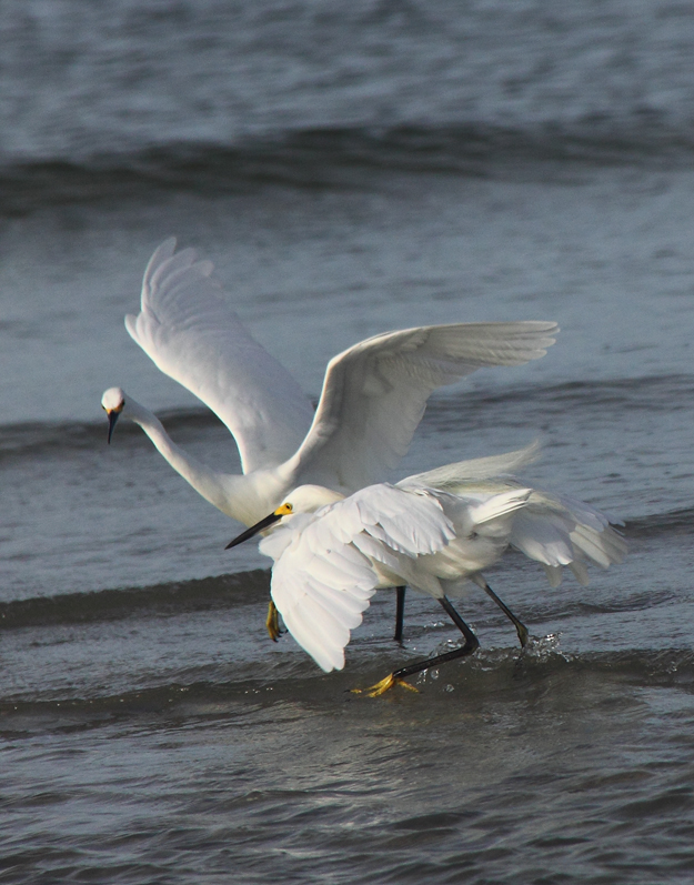 Egrets fishing