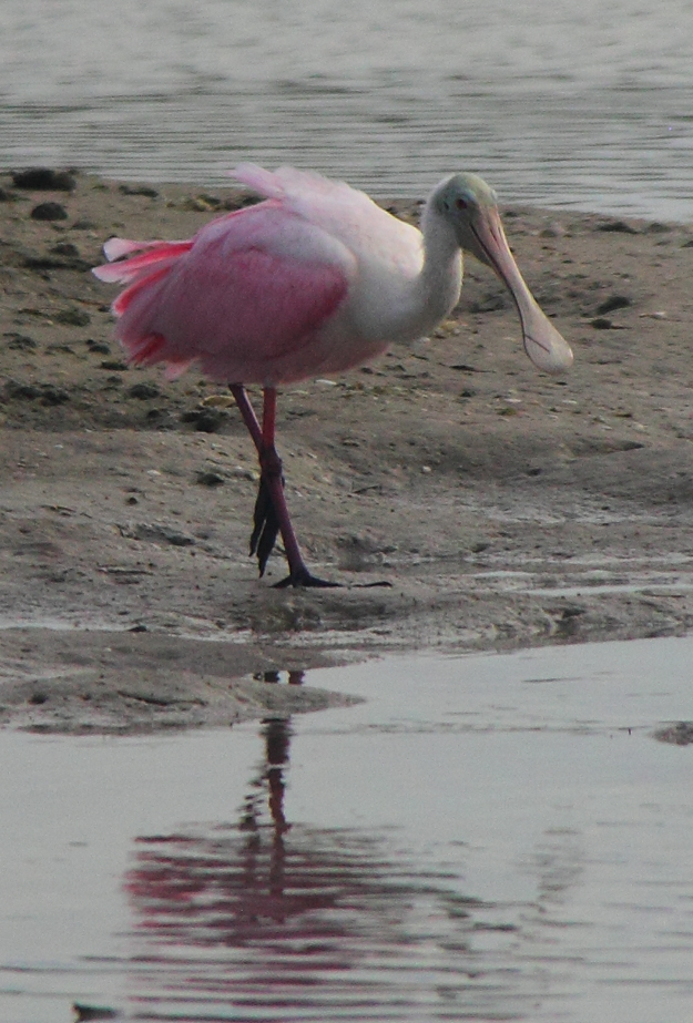 A Roseatte Spoonbill on Tigertail Beach