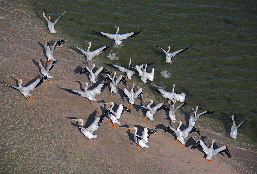 White pelicans on an uninhabited island south of Marco