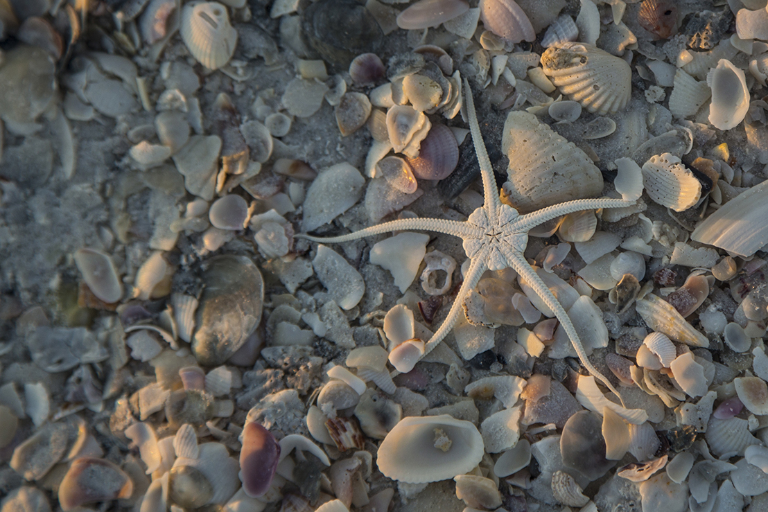 a brittle sea star on the beach on Marco Island