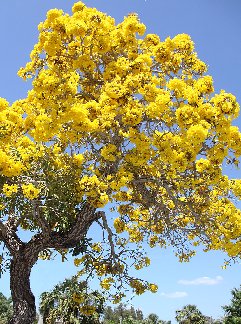 A beautiful tabebuia tree on Marco Island
