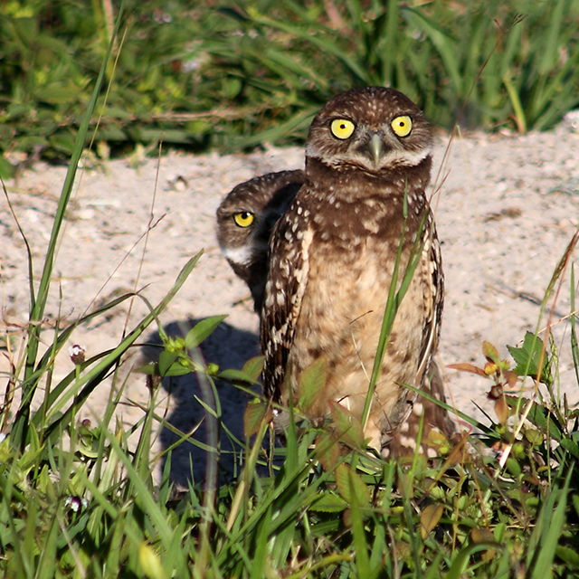 Burrowing owls are one of our favorite Marco Island resdients and they can be seen on many vacant lots on the island.