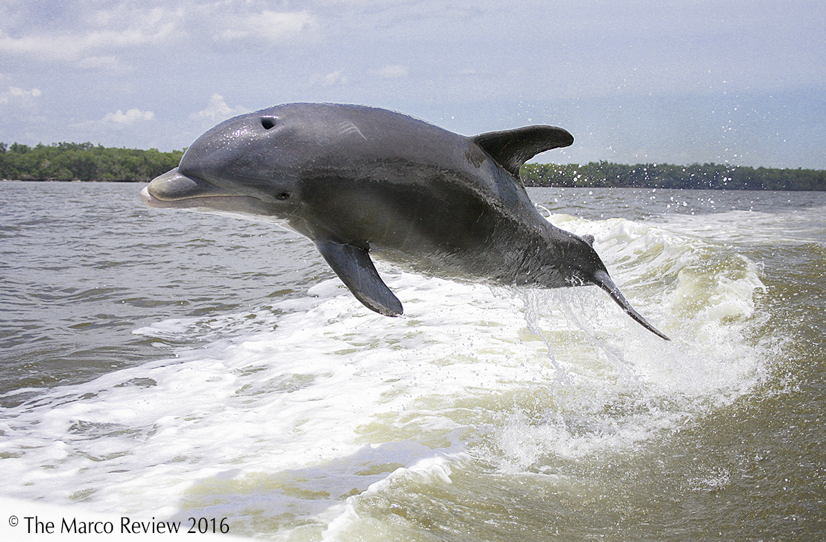 we have a large dolphin population around Marco and often see them jumping in the wake of boats 