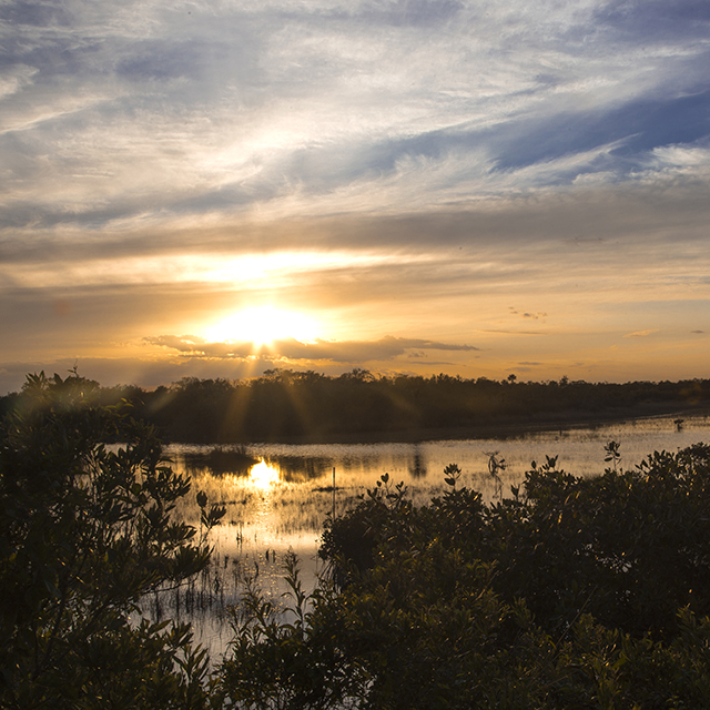 A serene Everglades sunset taken from the lookout tower at the 10,000 Islands Wildlife Refuge Center on US 41