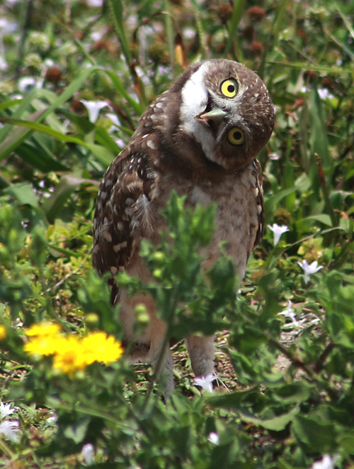 Marco Island has a population of pint sized burrowing owls - their nests are usually on vacant lots and are marked by yellow tape and small wooden crosses which they use as perches