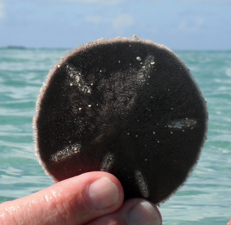 If you see a brown sand dollar which still has hairs visible and sometimes moving please replace it gently back in the water passed the breaking wave line as it is still alive