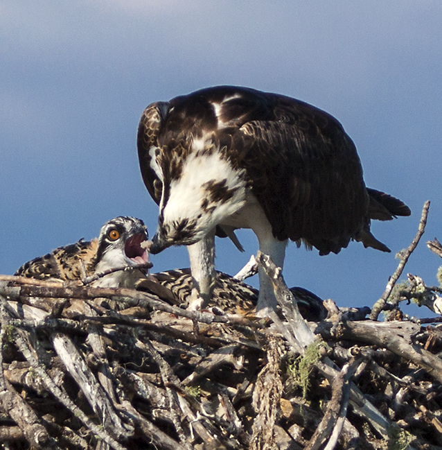An osprey feeding its young on a nest on a marker on the Intercoastal waterway north of Marco