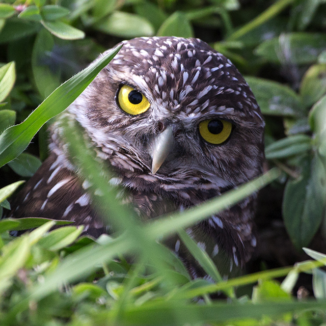 There are several burrowing owl nests on Marco Island, this one was taken on Bald Eagle Drive