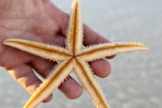 we found this sea star, or more commonly known as Star Fish on Marco Beach