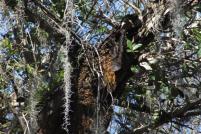 A huge bees' next can be seen from the end of the boardwalk at Fakahatchee Strand Boardwalk in the Everglades