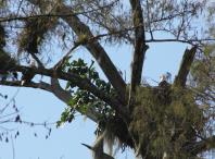 A pair of bald eagles hae justs returned to their nest at the Fakahatchee Strand boardwalk
