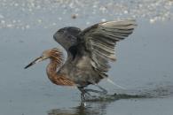 a reddish egret fishing in the shallows of Tigertail Beach