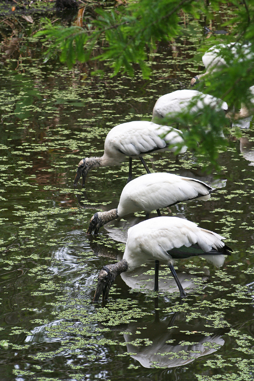 Rare birds, such as these Woodstorks, make South West Florida their winter home